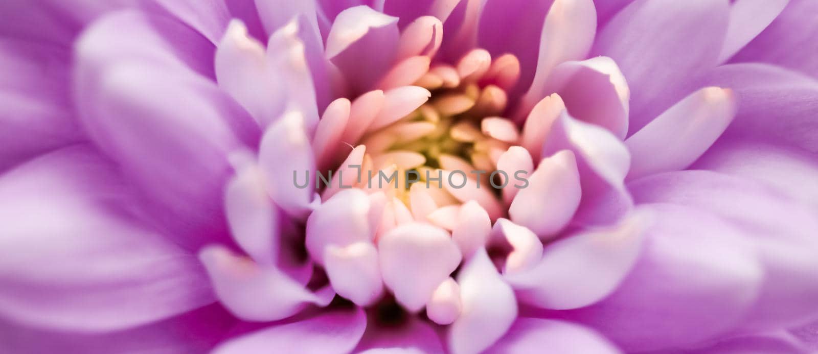 Purple daisy flower petals in bloom, abstract floral blossom art background, flowers in spring nature for perfume scent, wedding, luxury beauty brand holiday design by Anneleven