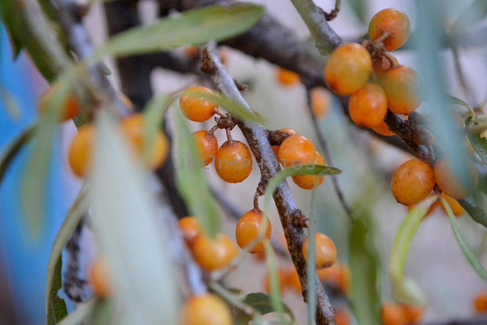 Green branch with bright ripe orange sea buckthorn berries gently swaying in wind. Sea Buckthorn berries on a branch with torns - Shallow depth of field. High quality photo