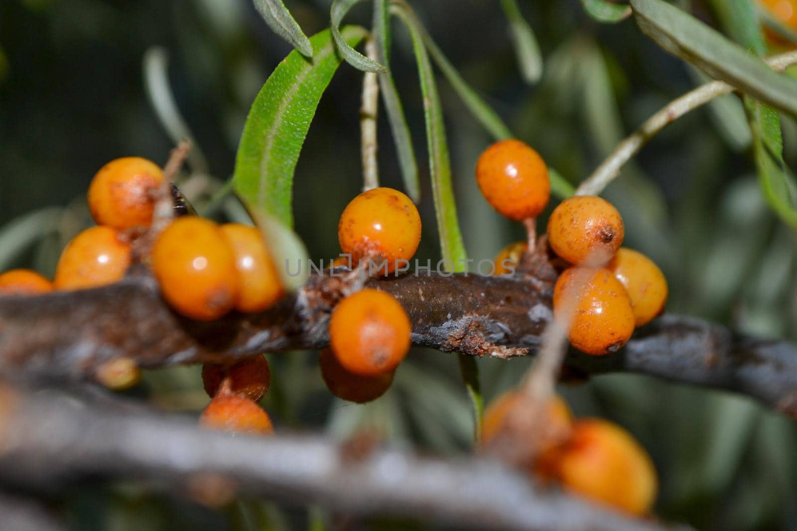 Green branch with bright ripe orange sea buckthorn berries gently swaying in wind. Sea Buckthorn berries on a branch with torns - Shallow depth of field. High quality photo