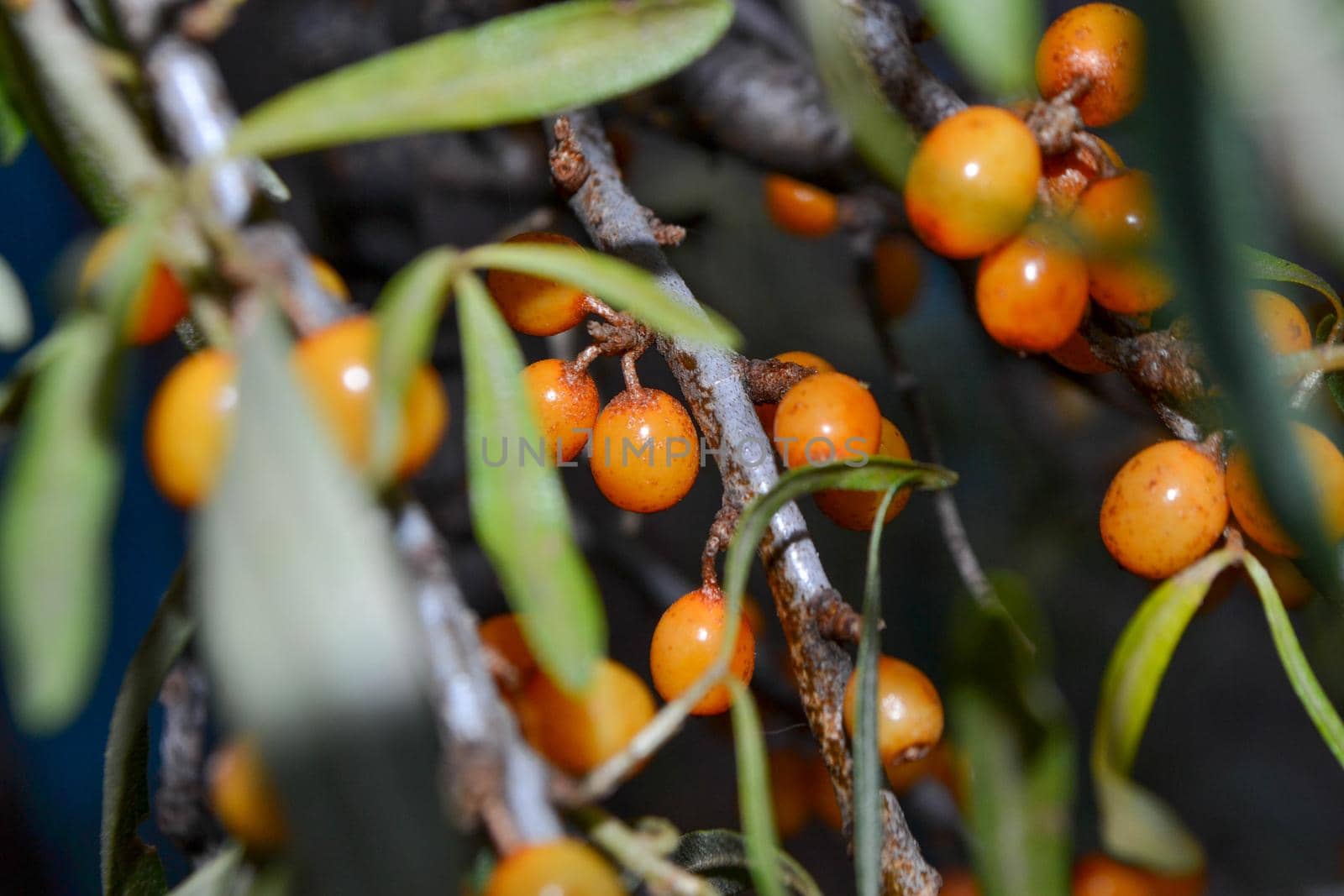 Green branch with bright ripe orange sea buckthorn berries gently swaying in wind. Sea Buckthorn berries on a branch with torns - Shallow depth of field. High quality photo