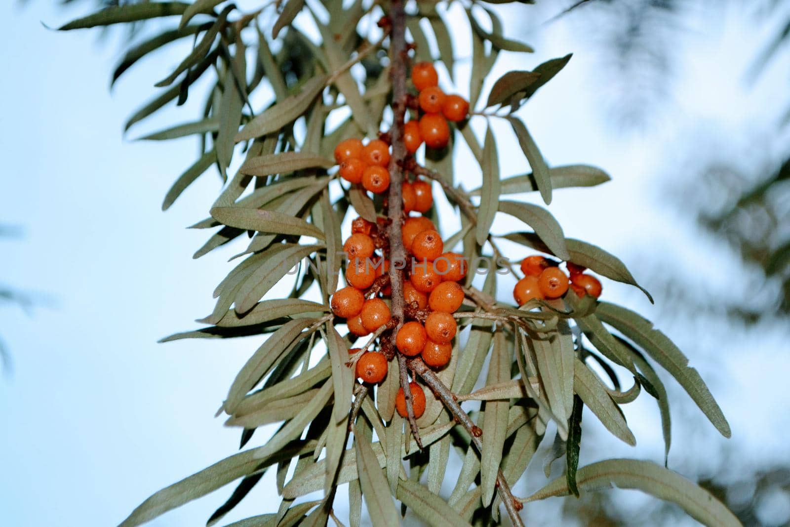 Green branch with bright ripe orange sea buckthorn berries gently swaying in wind. Sea Buckthorn berries on a branch with torns - Shallow depth of field. High quality photo