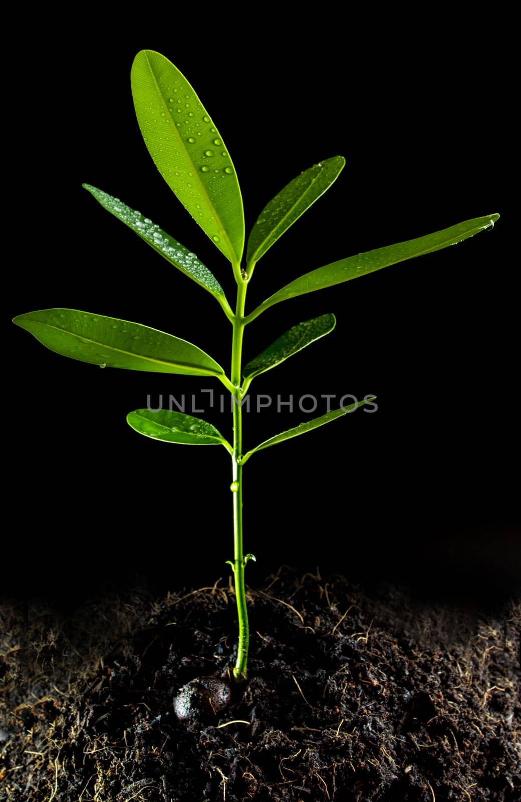 Freshness green leaves of Alexandrian laurel young plant sapling in black soil