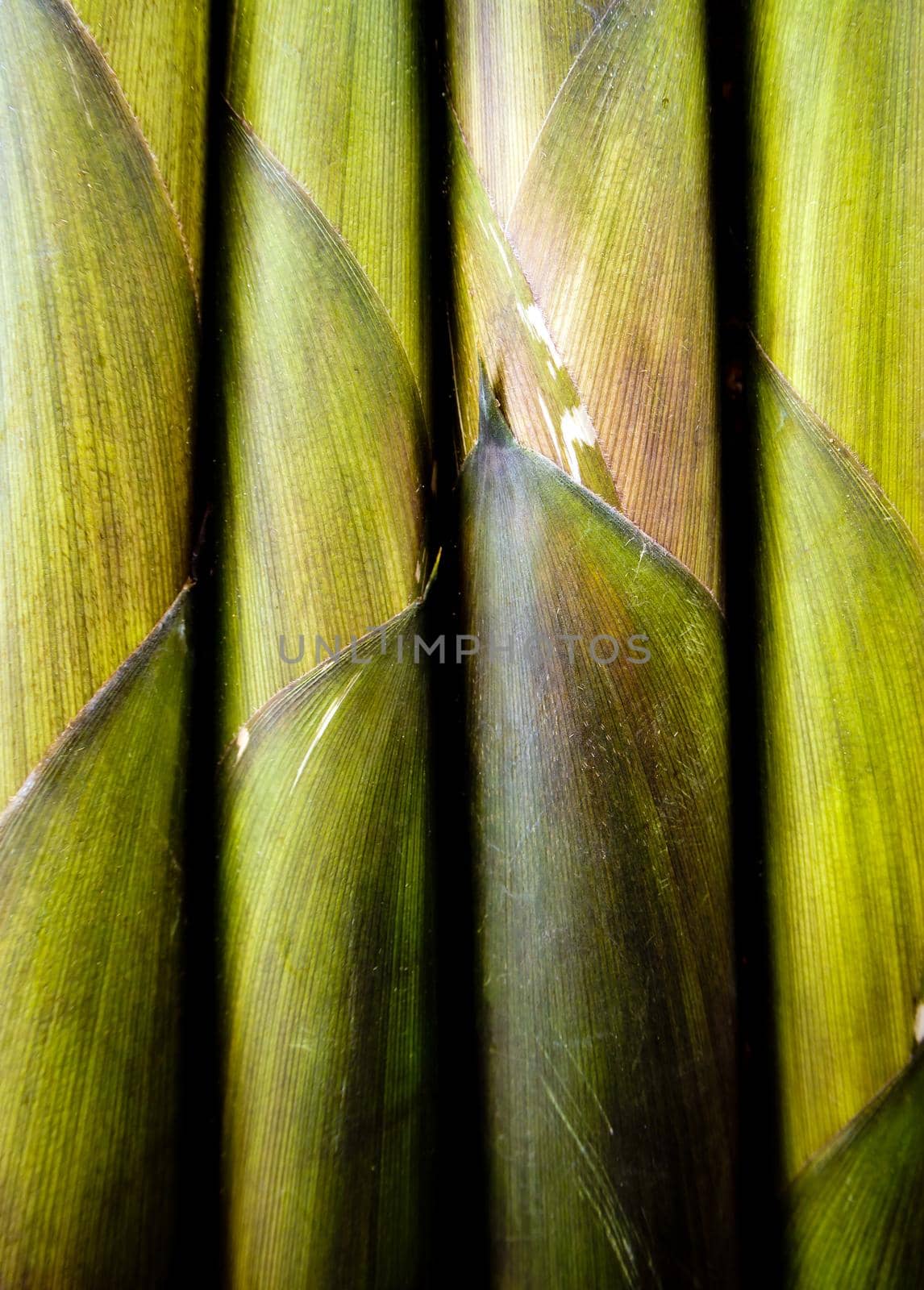 Texture of freshness bamboo shoot