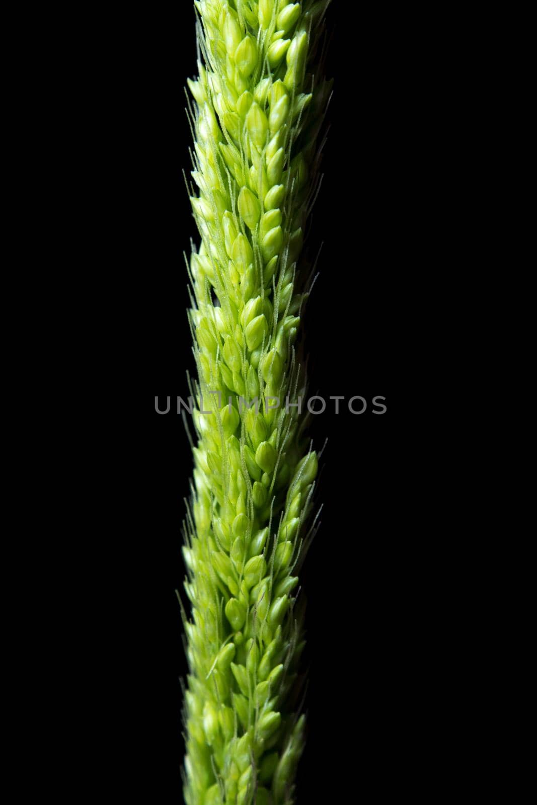 Detail of freshness the new bouquet Bamyard grass on black backgroud