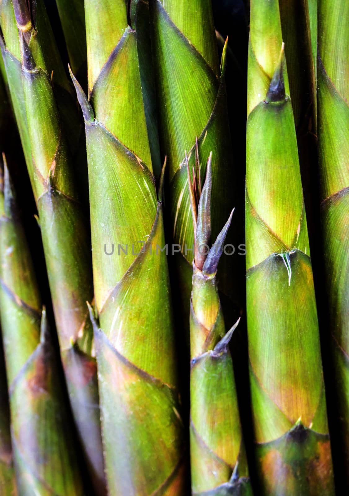 Texture of freshness bamboo shoot, vegetable background