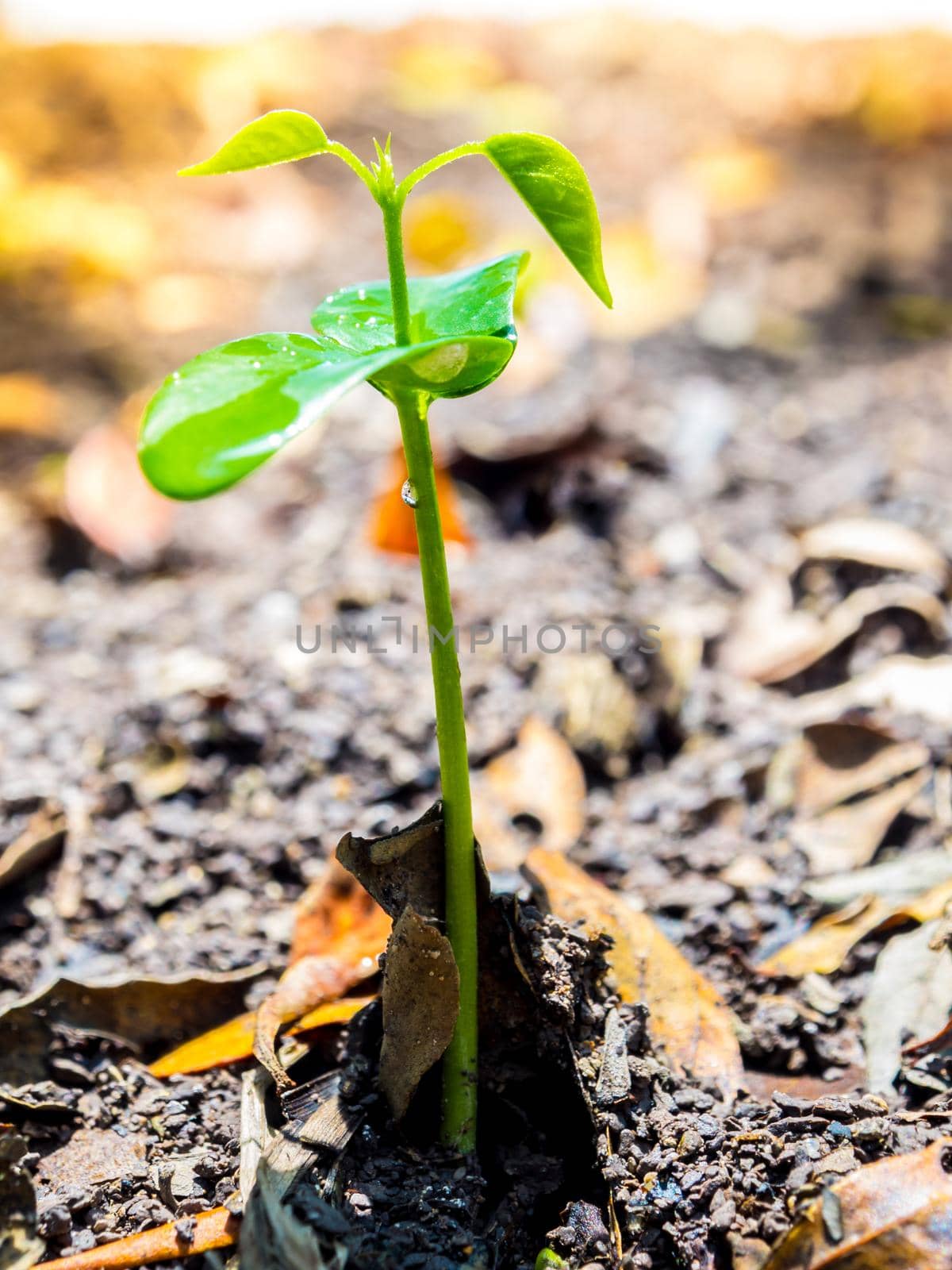 Bud leaves of young plant seeding in forest by Satakorn