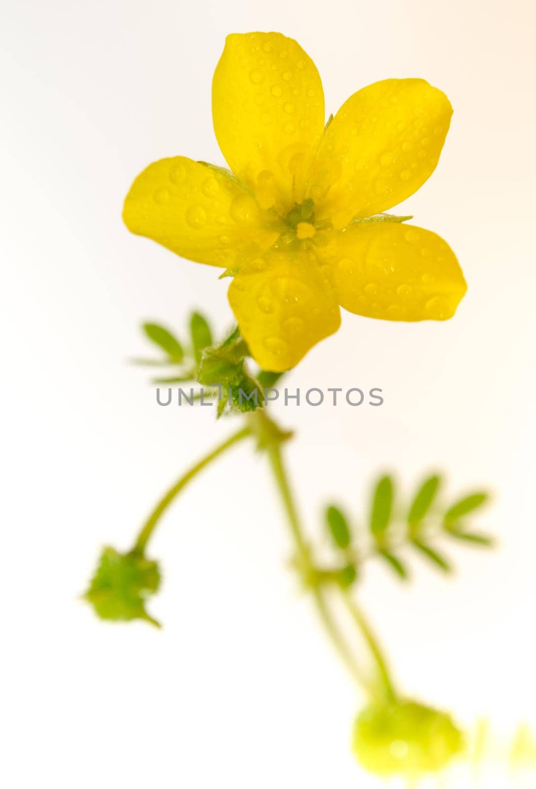 Yellow flower of small caltrops weed, isolated flower on white background