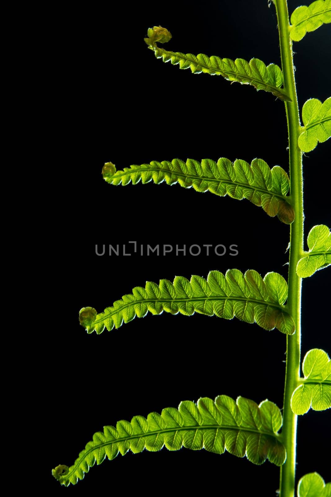 Freshness Fern leaf on black background by Satakorn