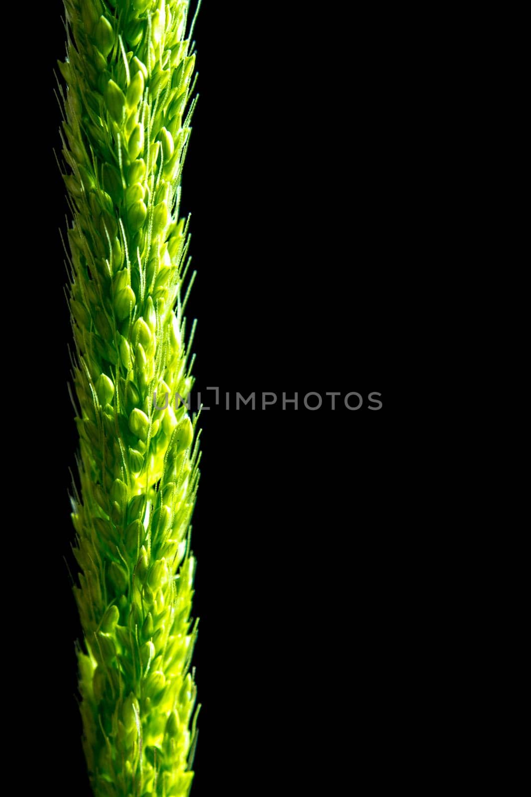 Detail of freshness the new bouquet Bamyard grass on black backgroud