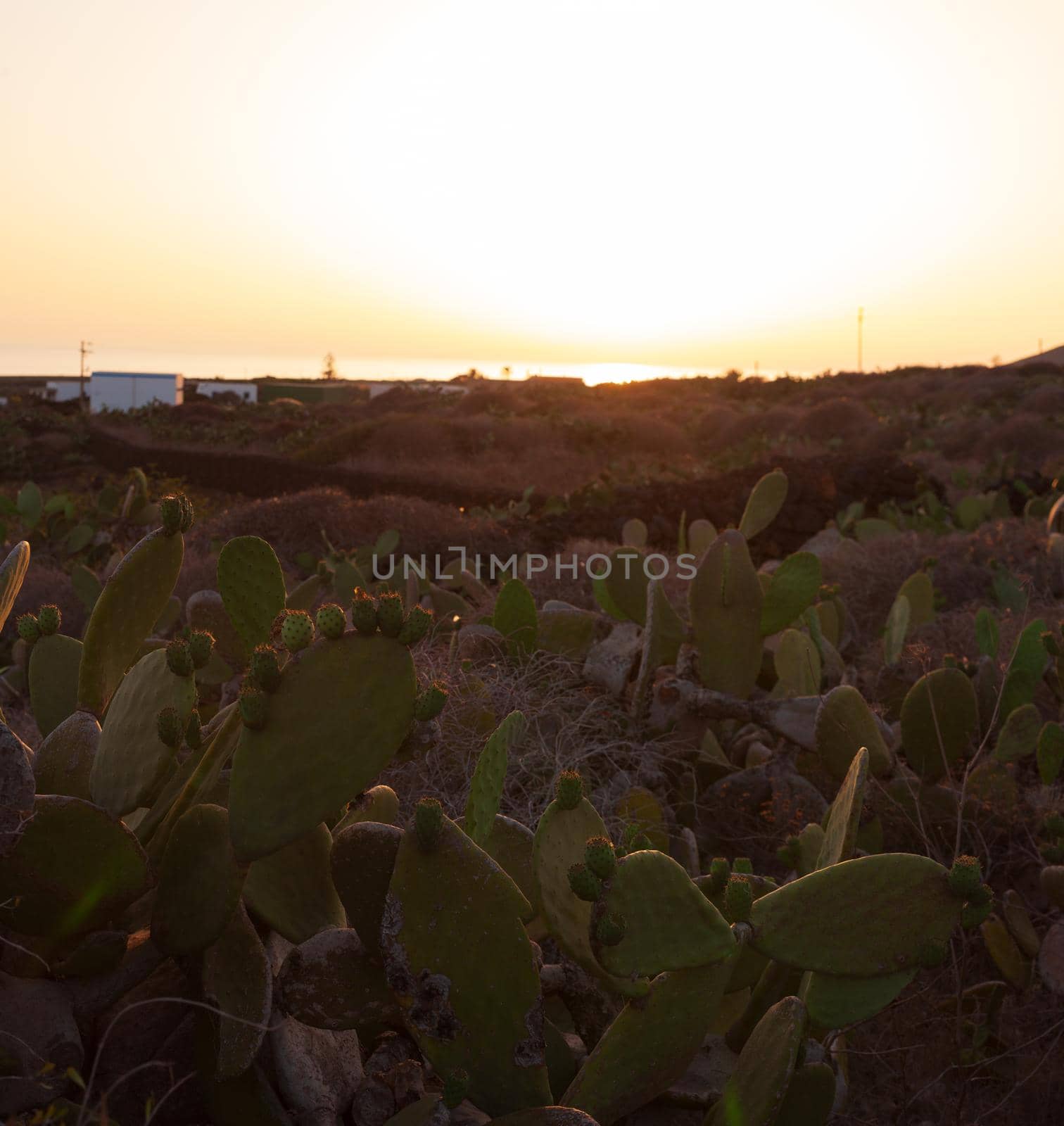 View of a prickly pears plantation, Linosa by bepsimage