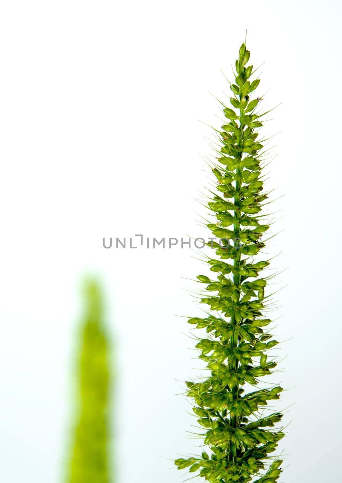 Close up the freshness jungle rice weed on white backgroud by Satakorn