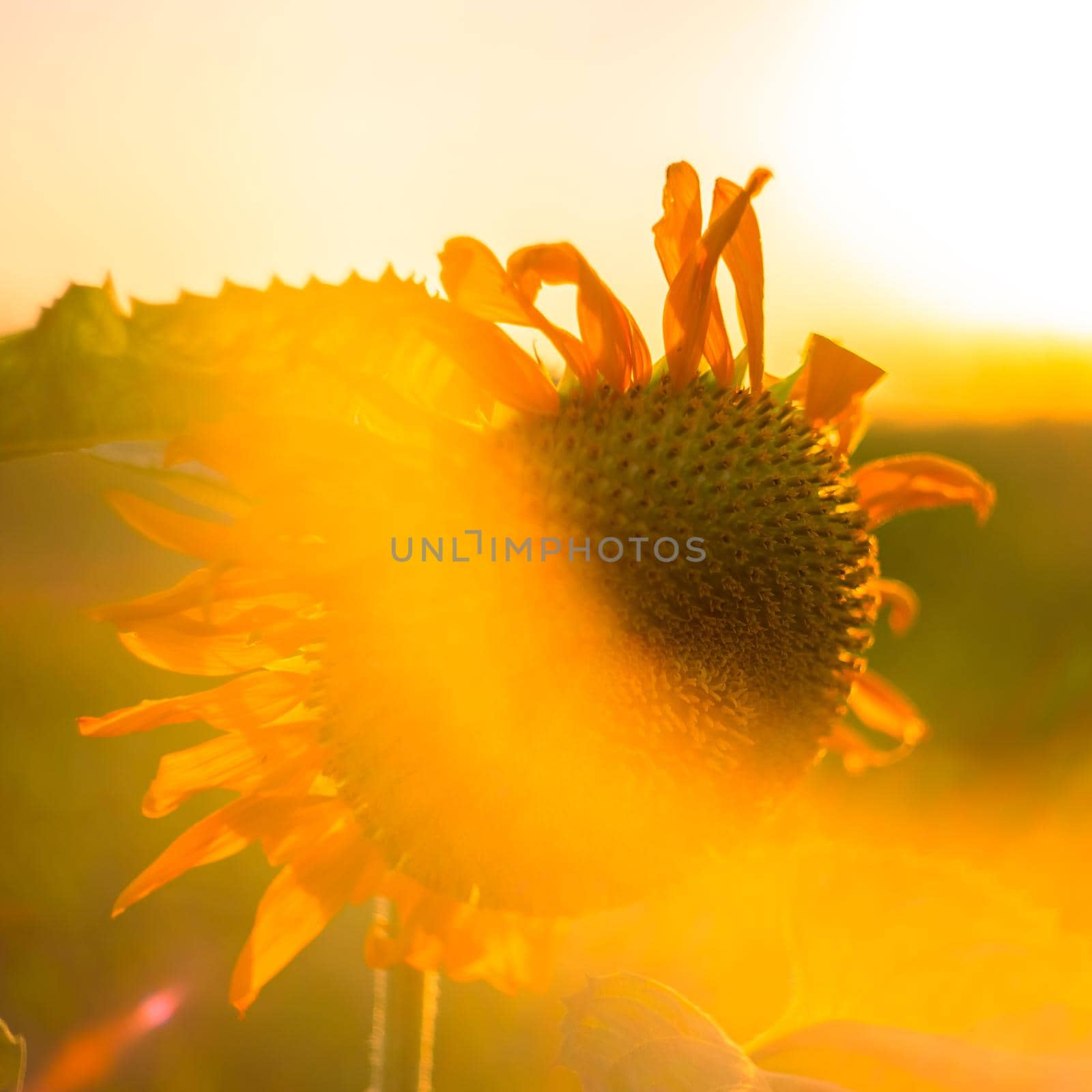 Bright yellow sunflower flower at sunset. Growing seeds. Selective focus.