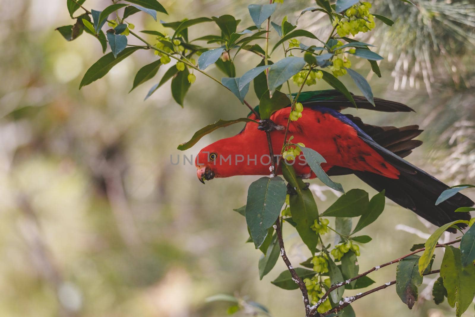 Australian King Parrot in a tree. High quality photo