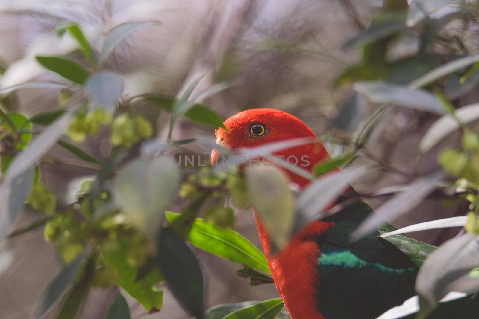 Australian King Parrot in a tree. High quality photo