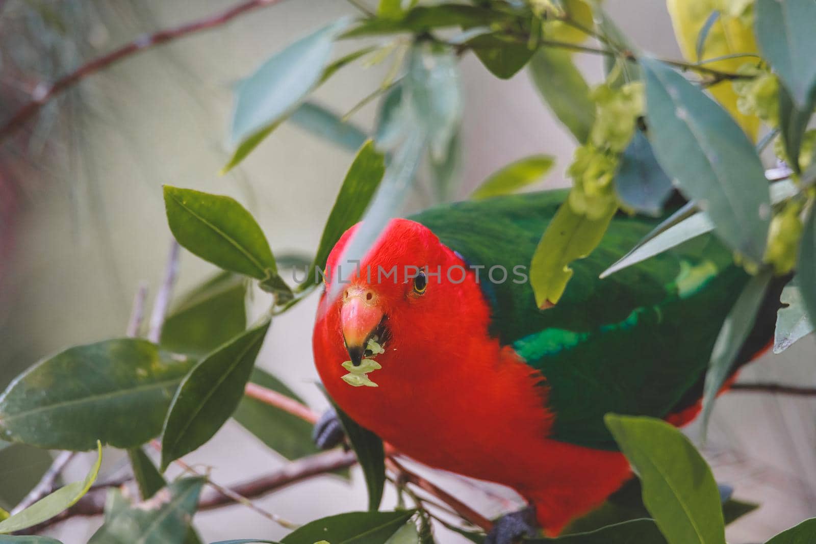 Australian King Parrot in a tree. High quality photo