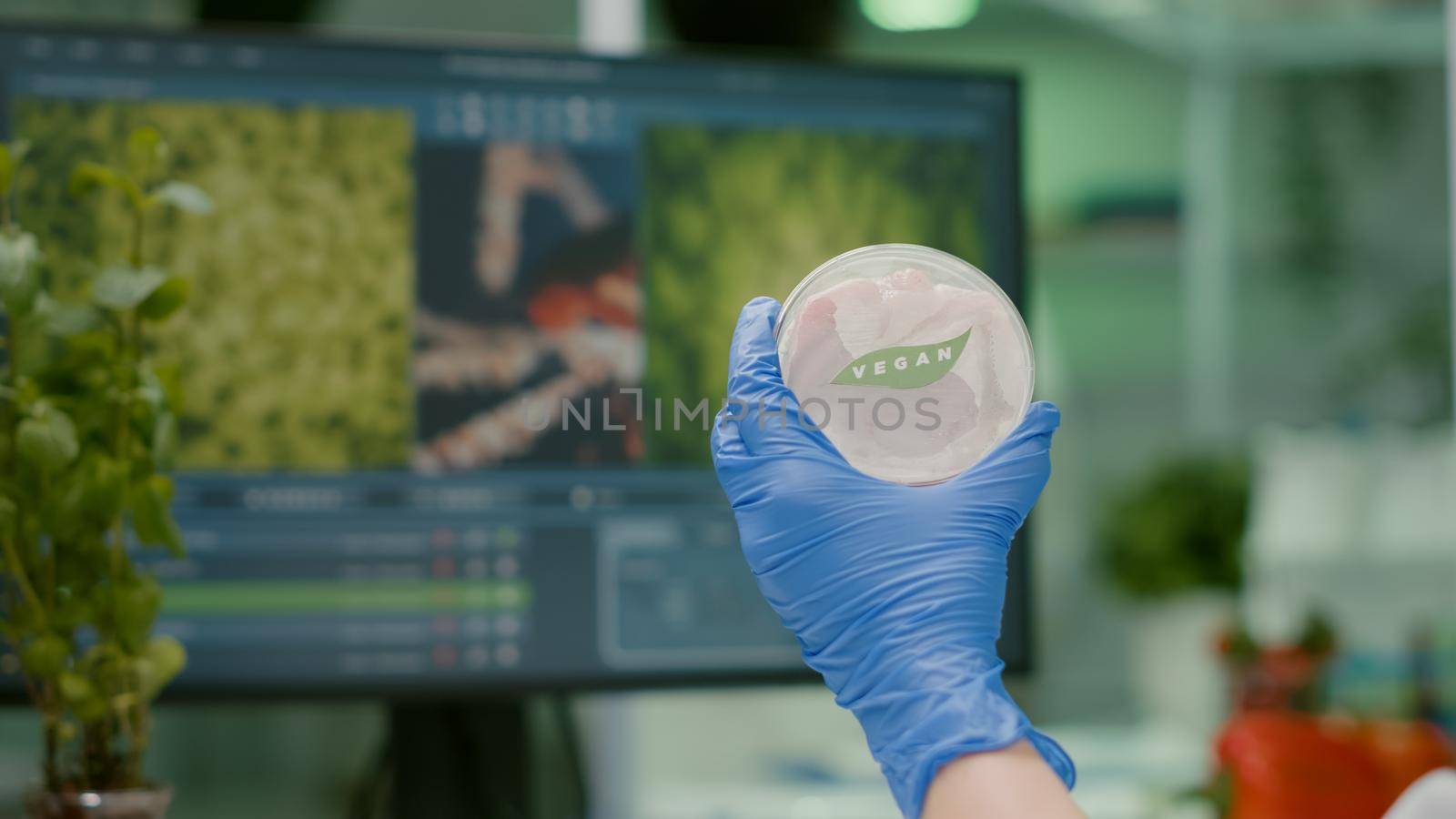 Closeup of scientist woman holding in hands petri dish with vegan beef meat working in chemistry laboratory. Chemist analayzing vegetarian food expertise after being genetically modified