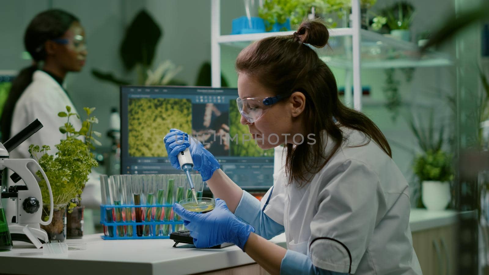 Chemist woman taking dna liquid from test tube with micropipette putting in petri dish analyzing genetic mutation. Biologist researcher working in pharmaceutical laboratory