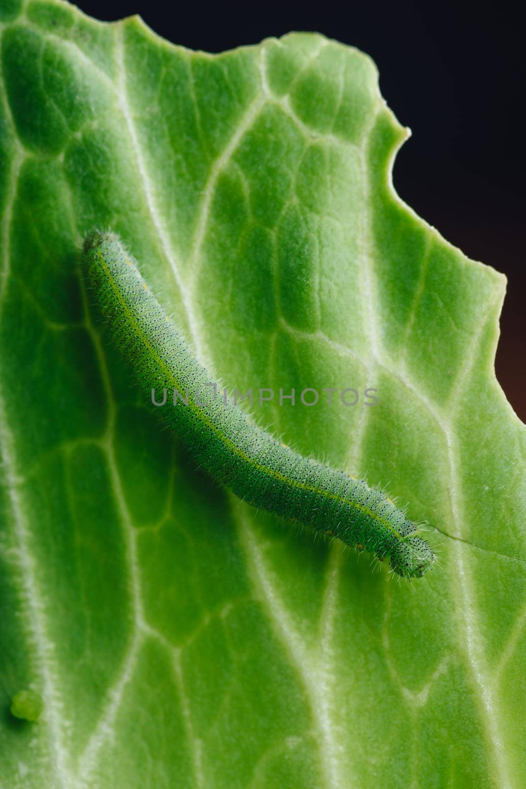 Green Caterpillar Crawling on a Cabbage Leaf