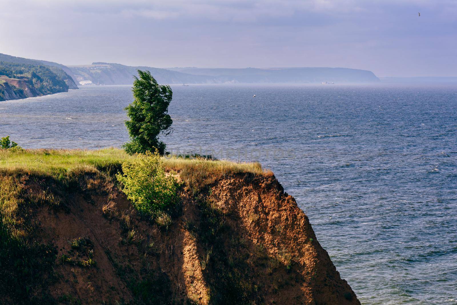 Lonely tree on cliff next the river at windy weather