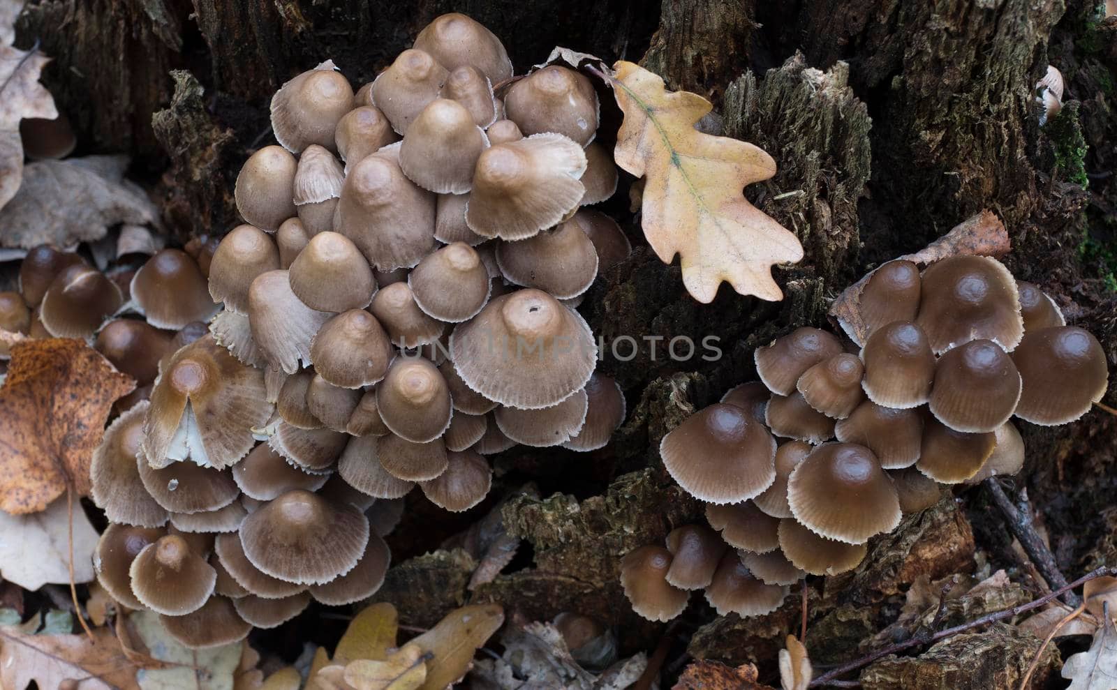 Group of poisonous mushrooms growing on a tree trunk in the forest