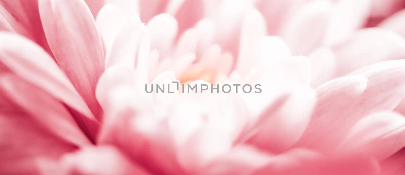 Flora, branding and love concept - Pink daisy flower petals in bloom, abstract floral blossom art background, flowers in spring nature for perfume scent, wedding, luxury beauty brand holiday design