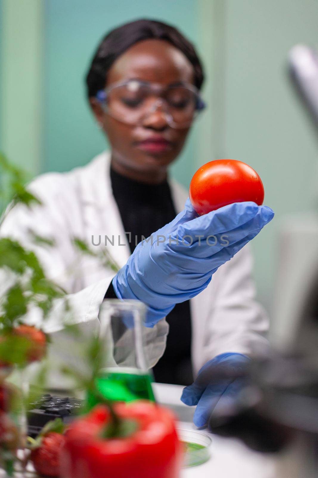 Front view of biologist reseacher woman analyzing tomato injected with chemical dna for scientific agriculture experiment. Pharmaceutical scientist working in microbiology laboratory.