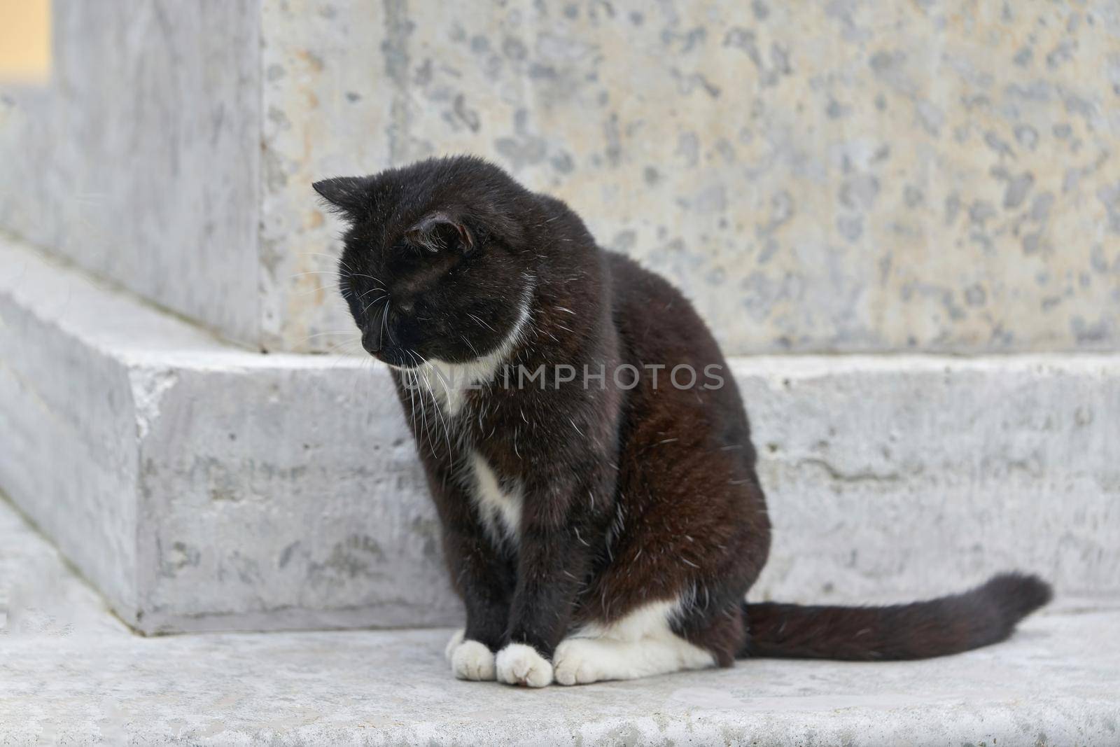 A black fluffy cat sits on a granite pedestal on a summer day by vizland