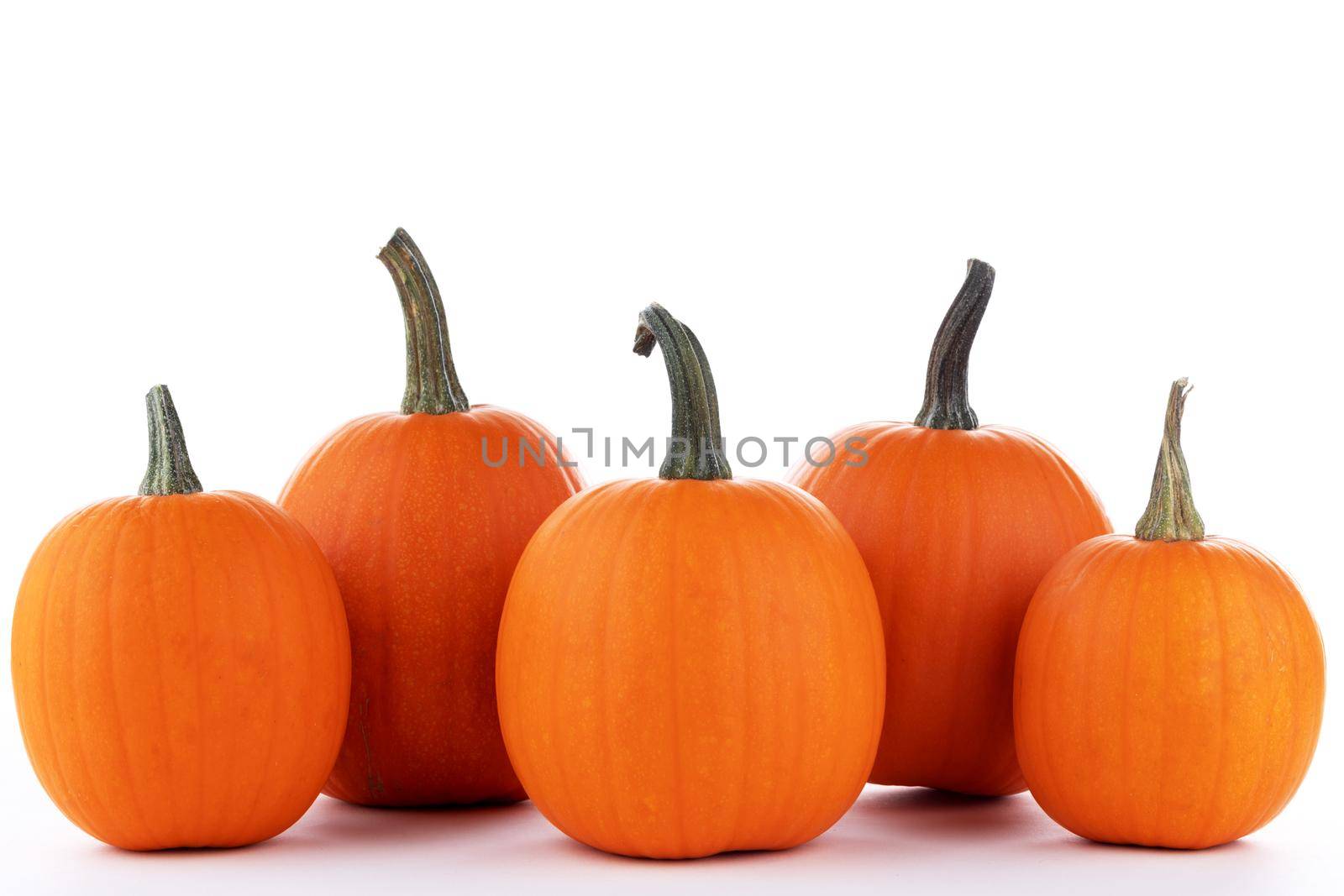 Pumpkins in a row isolated on white by Yellowj