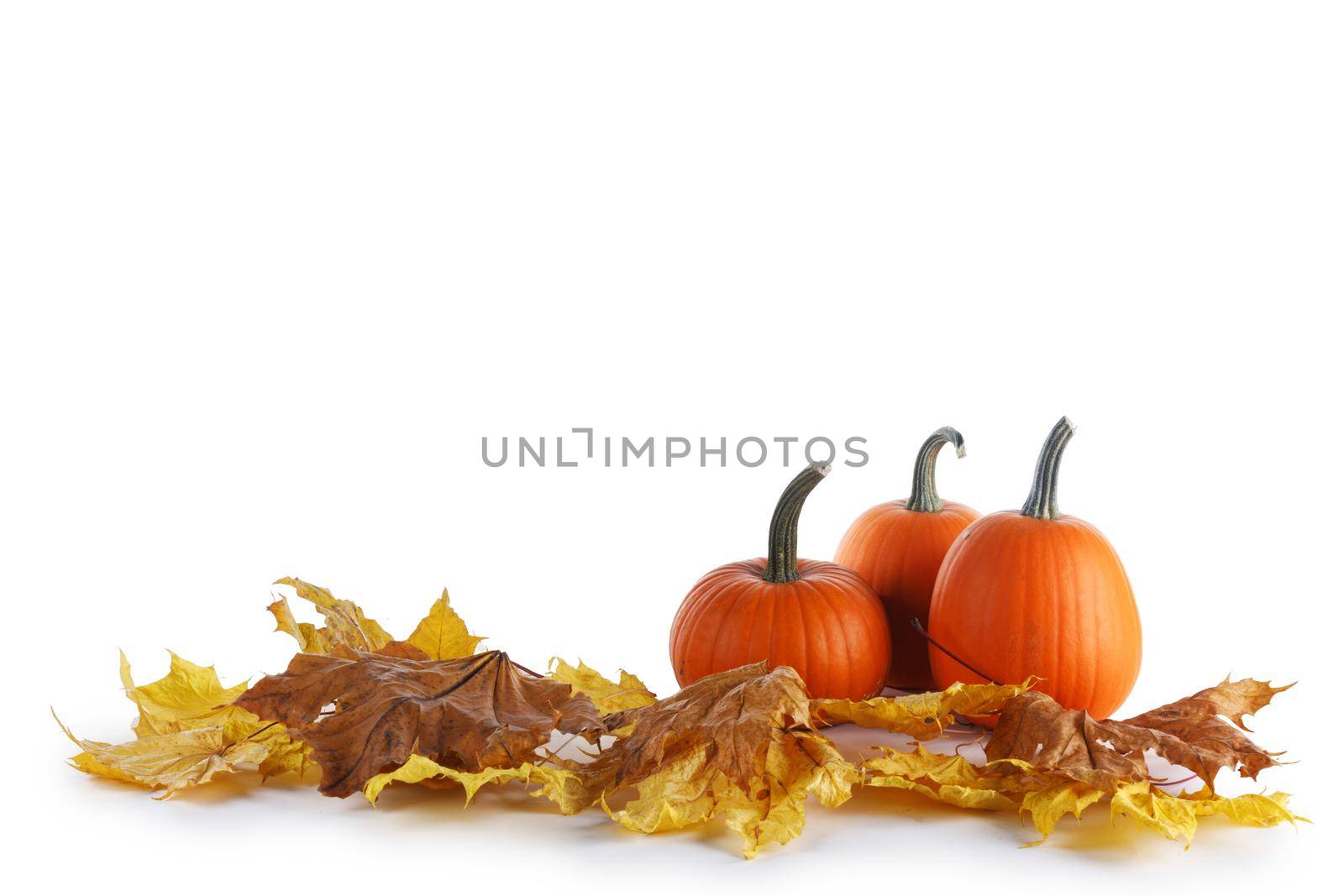Three small pumpkins on fall maple leaves isolated on white background
