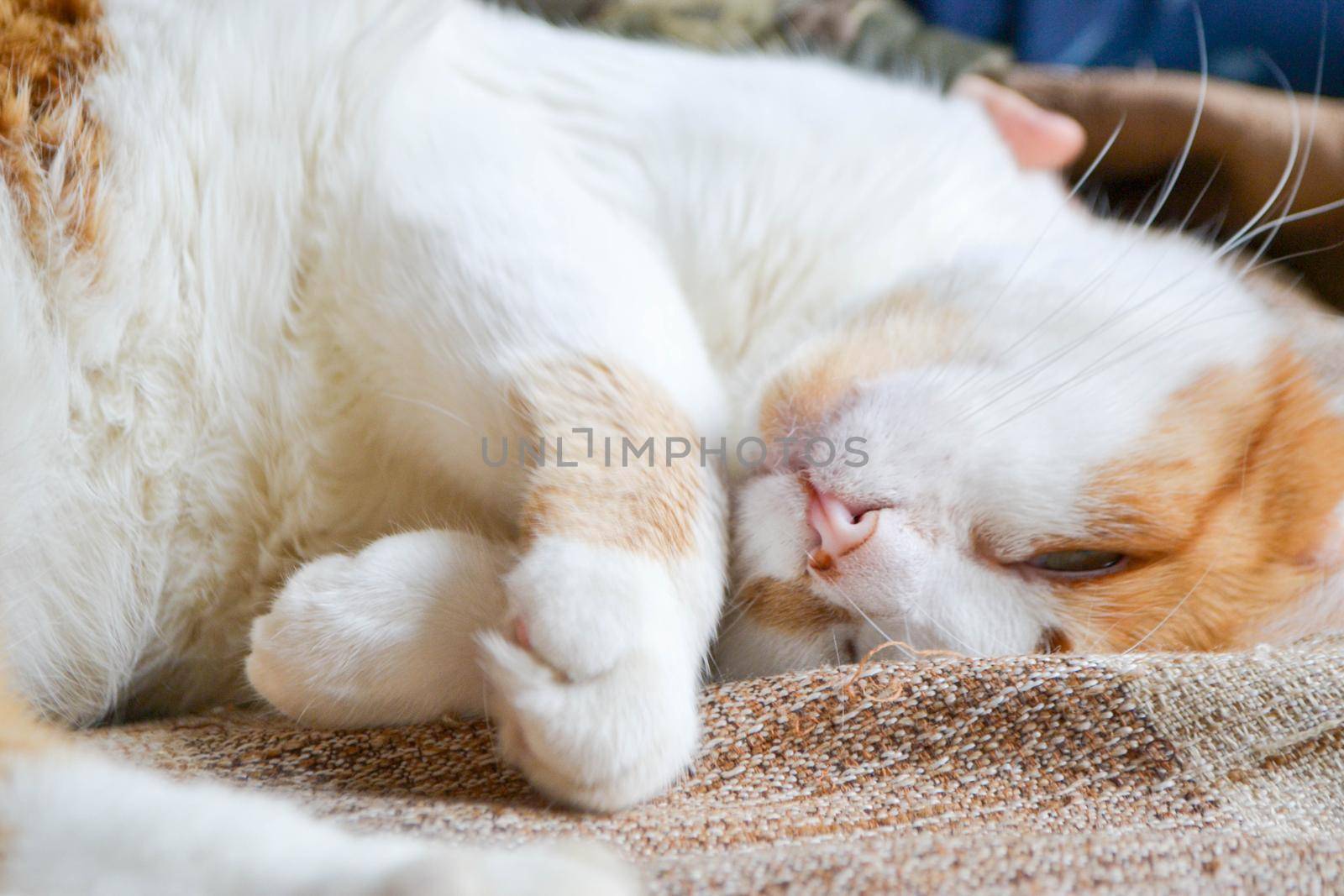 Red cat with white spots sleepy. The close up view of relax red cat by milastokerpro
