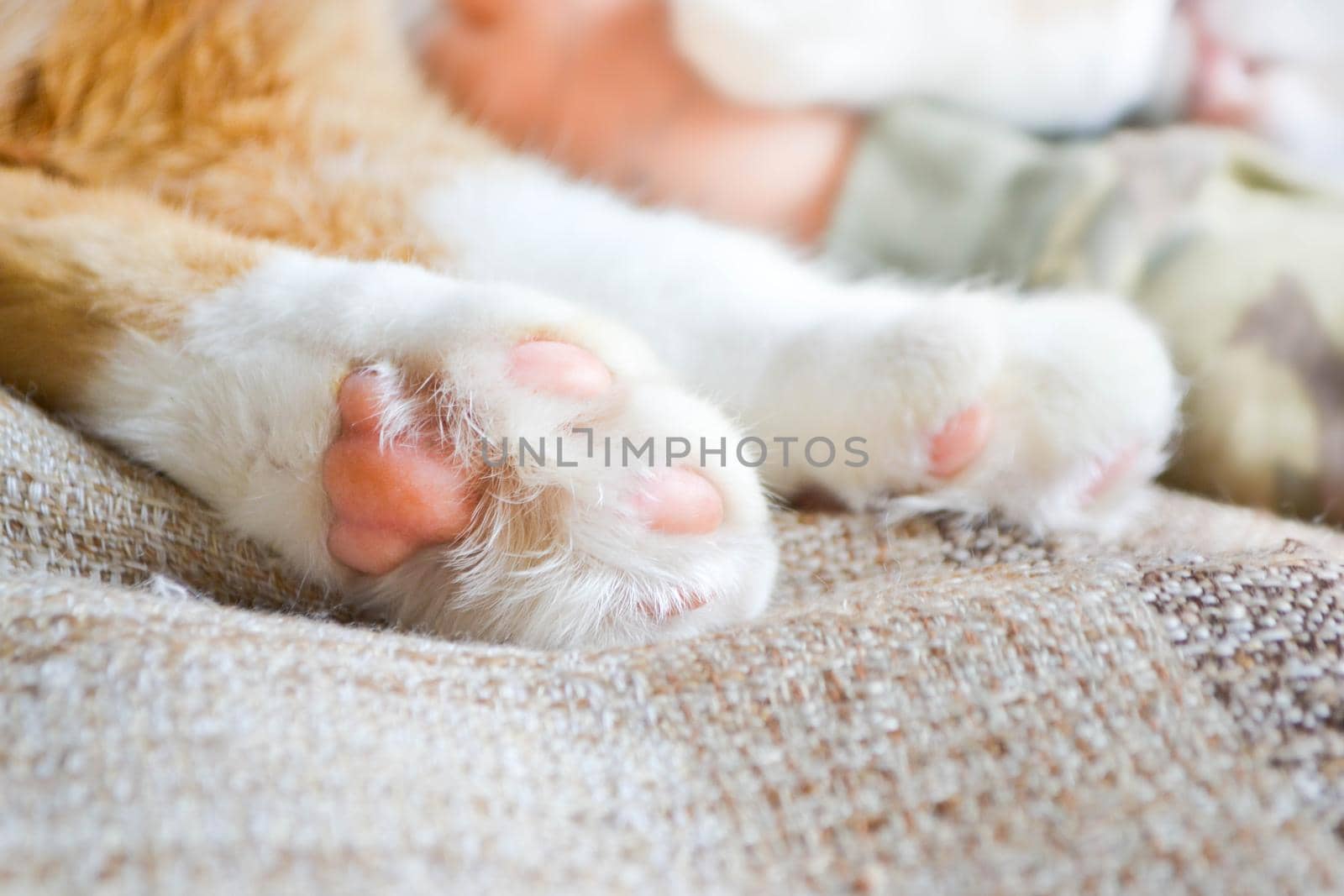 Cat paw close up. Domestic pet resting. Soft cat's foot. High quality photo