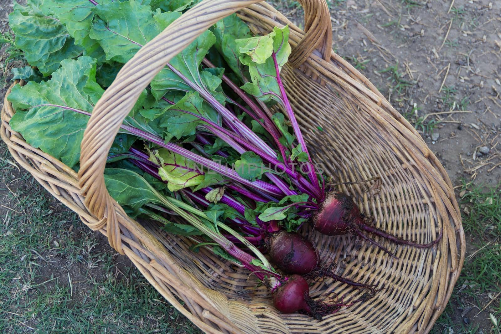 harvest of organic beets in a basket in the garden