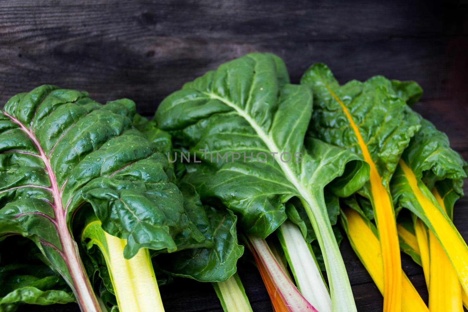 colorful assorted chard leaves from the organic garden