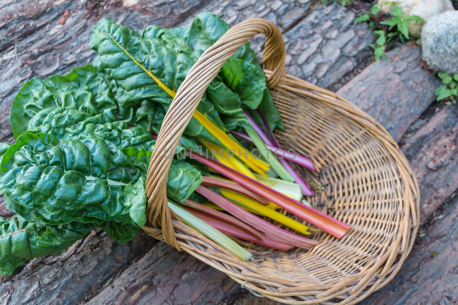 Multicolored chard leaves from the organic garden by GabrielaBertolini