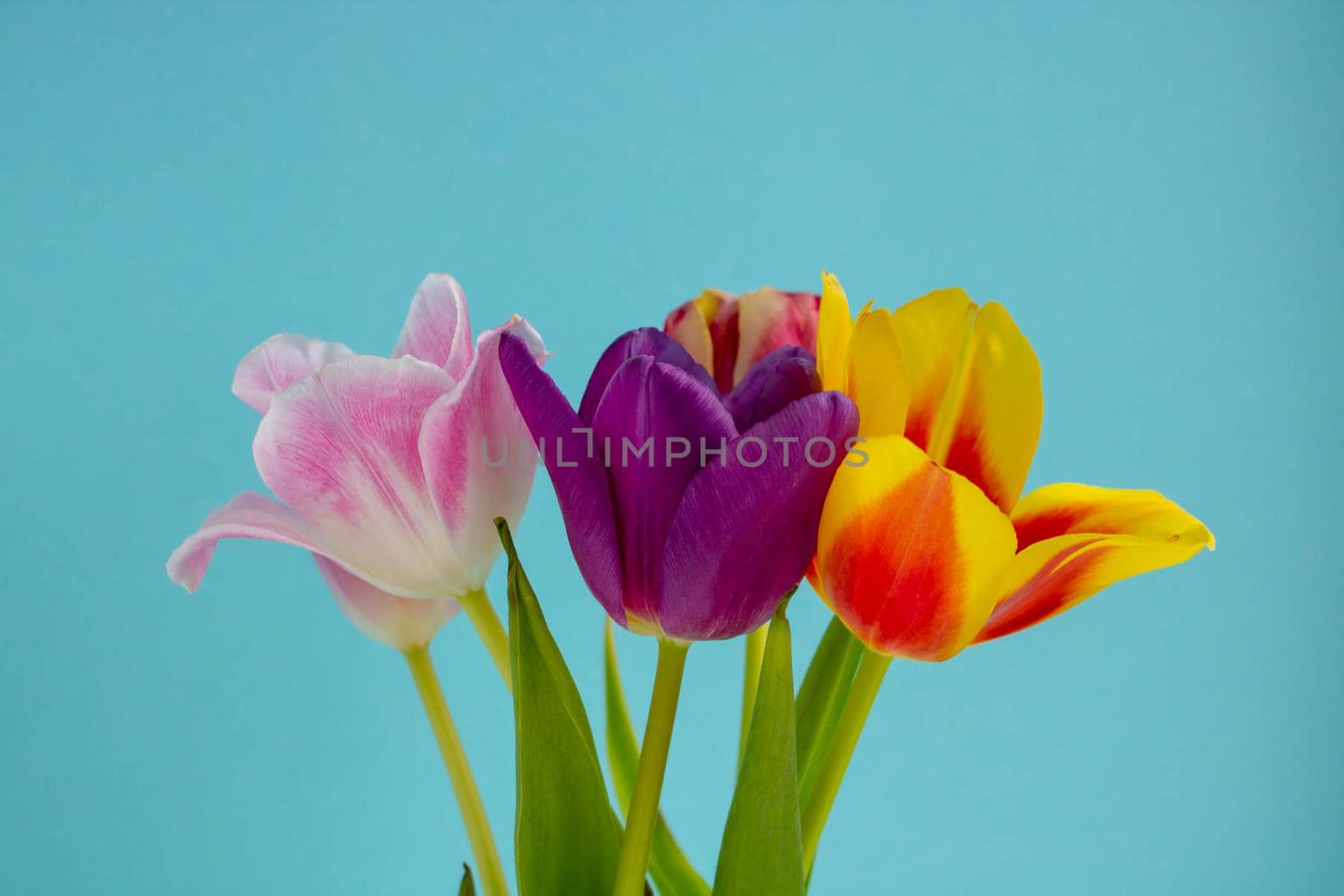 Bouquet of colored tulips on a blue background. Spring flowers. Colored tulips, Lovely tulip flowers composition. Valentines Day or Mothers day. International Womens Day March 8.