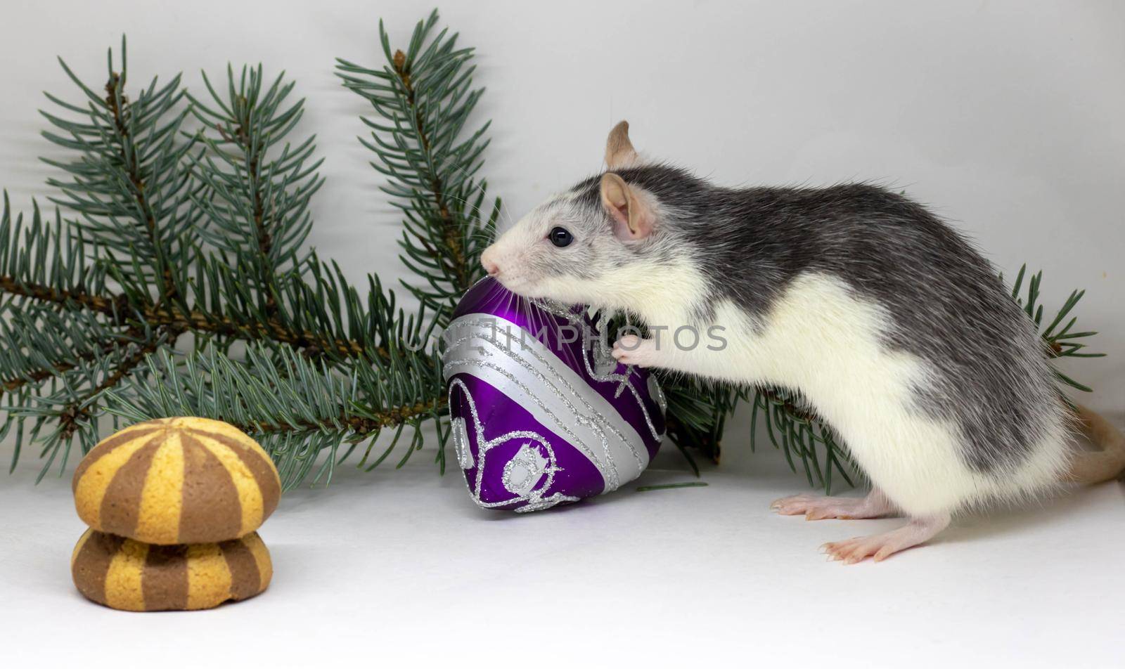 New Year concept. Cute white domestic rat in a New Year's decor. Symbol of the year 2020 is a rat. by lapushka62