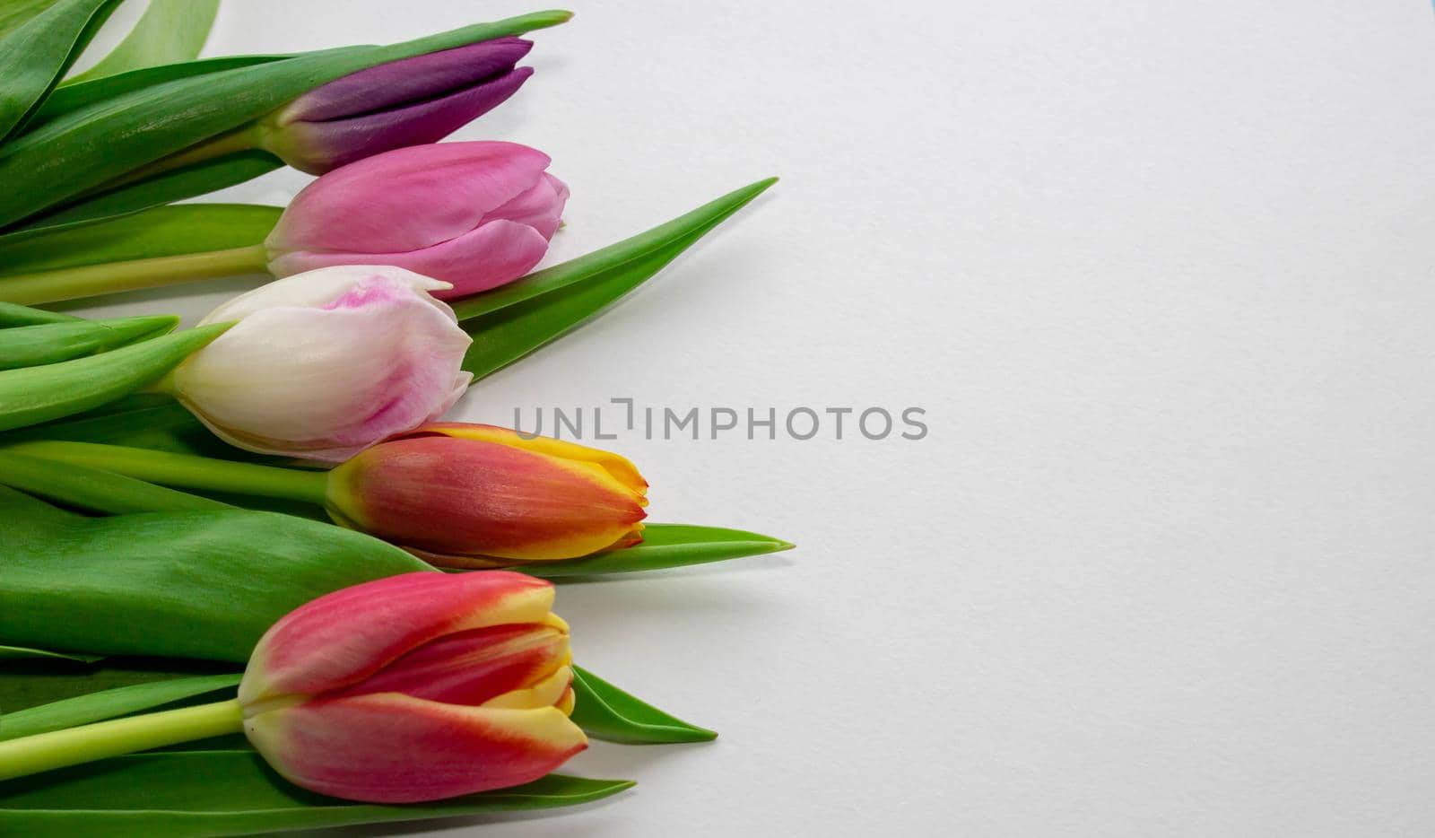 Bouquet of colored tulips on a blue background. Spring flowers. Colored tulips, Lovely tulip flowers composition. Valentines Day or Mothers day. International Womens Day March 8 by lapushka62