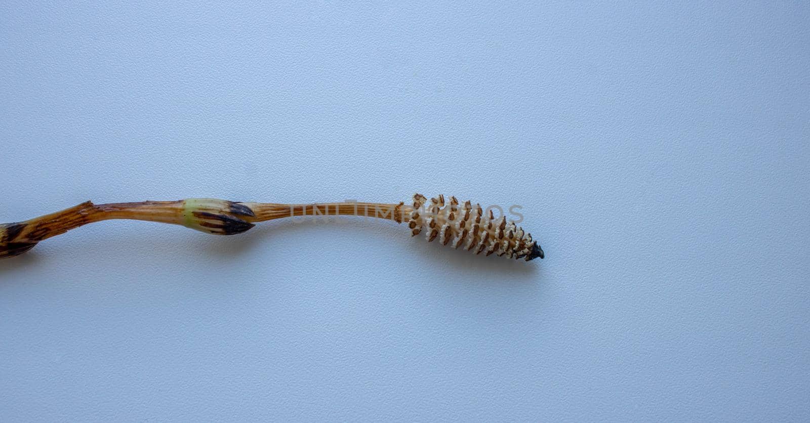 Horsetail field lies on a white background.The strobile of Equisetum plants, he is also a horsetail, marestail, snake grass, mysterious grass