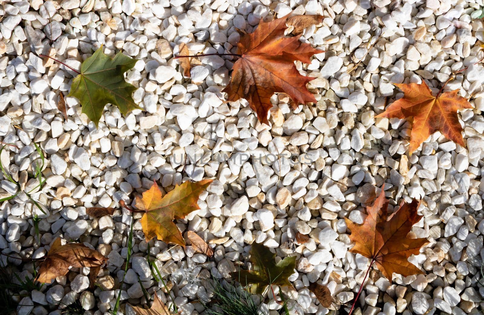 Fallen autumn leaves lie on white pebbles. Natural background of colorful foliage and stones. Top view by lapushka62