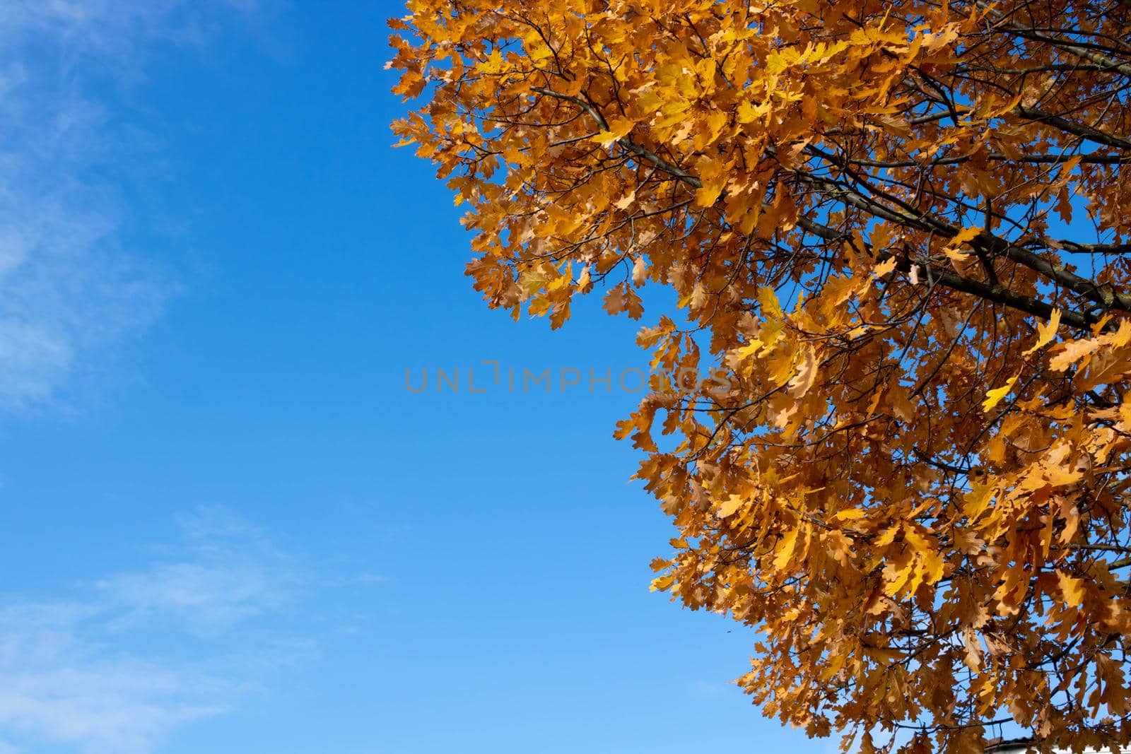 Autumn leaves with the blue sky background.