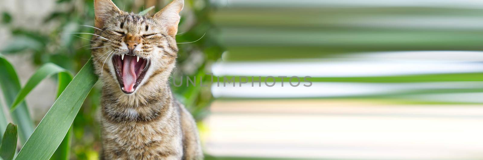 Close up portrait of yawning striped cat looking to camera on green background. Pets walking outdoor adventure. non-pedigree cats in garden.