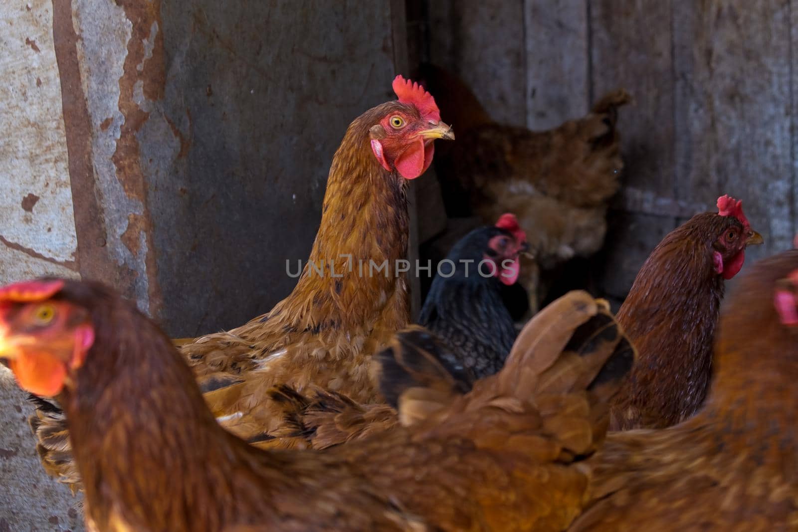 Profile portrait of a chicken. Chickens in a chicken coop. by leonik