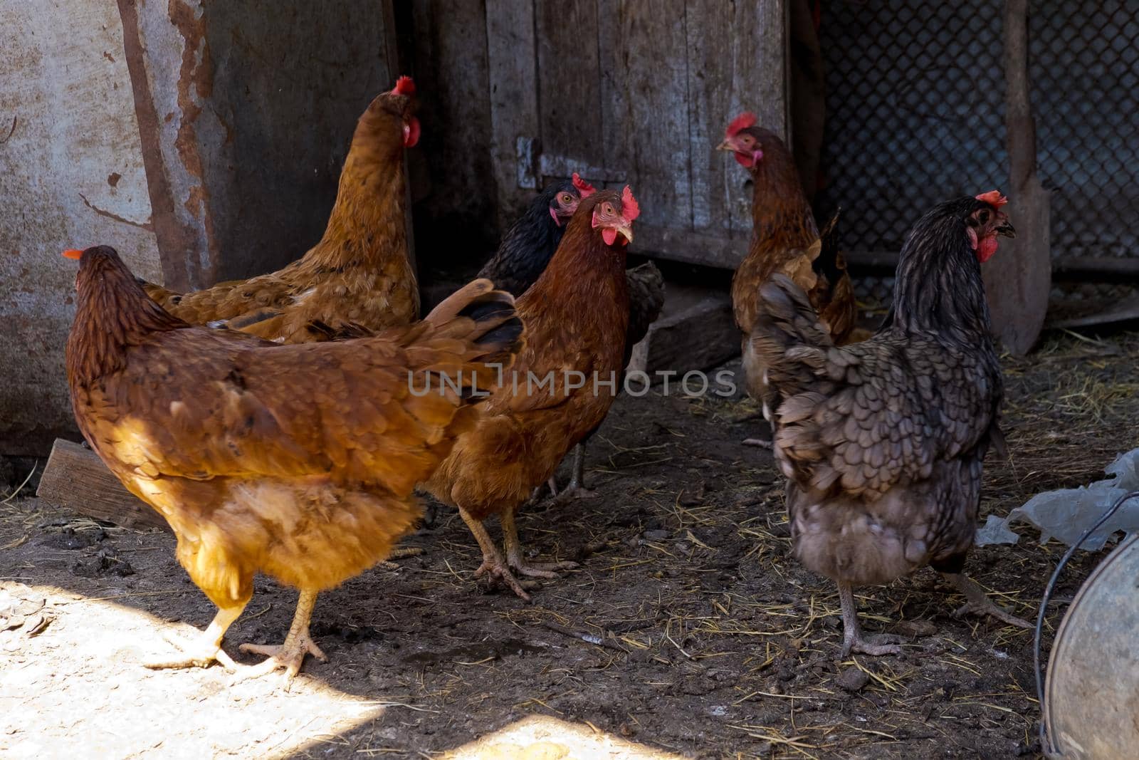 Profile portrait of a chicken. Chickens in a chicken coop.