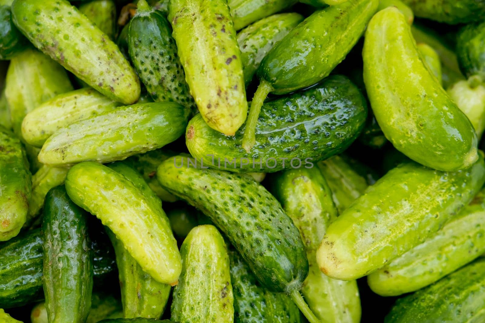 Close up of lots of fresh small cucumbers. Selective focus.