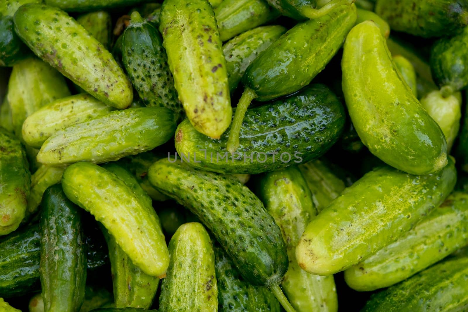 Close up of lots of fresh small cucumbers. Selective focus.