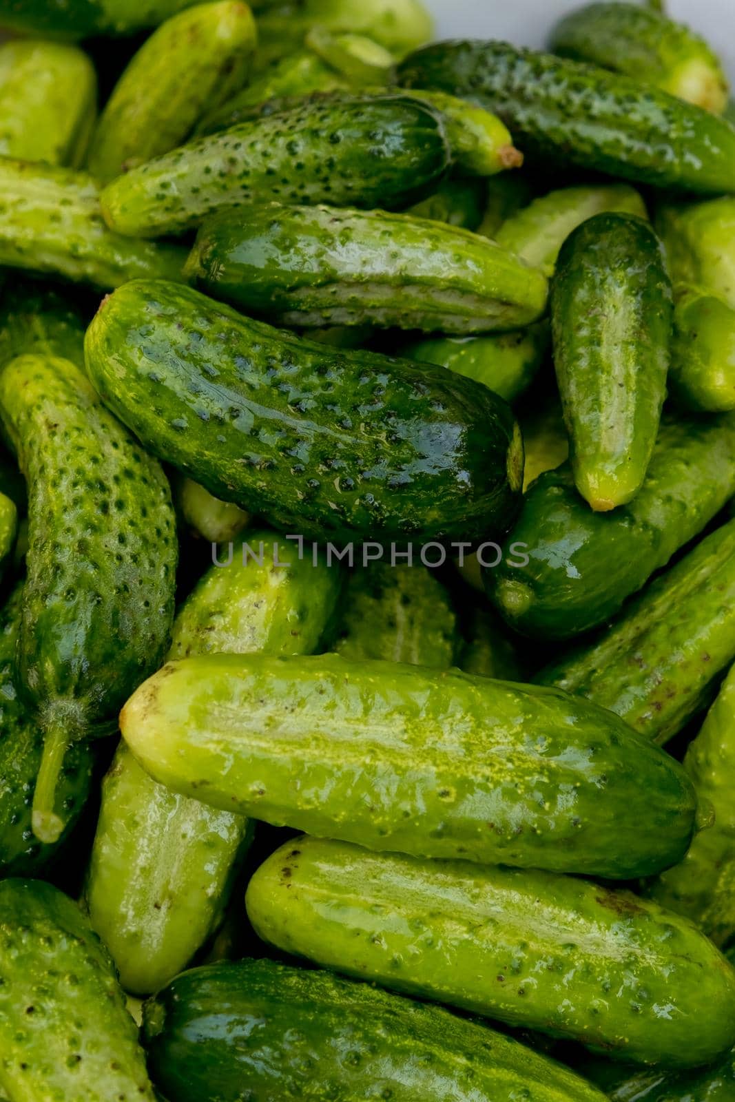 Close up of lots of fresh small cucumbers. Selective focus.