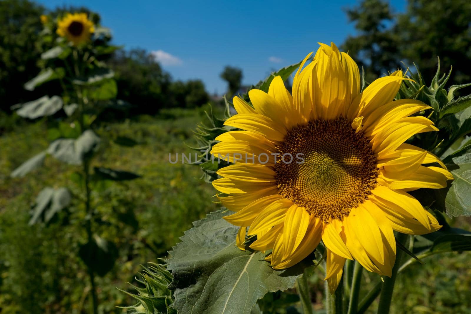Sunflower in the garden. by leonik