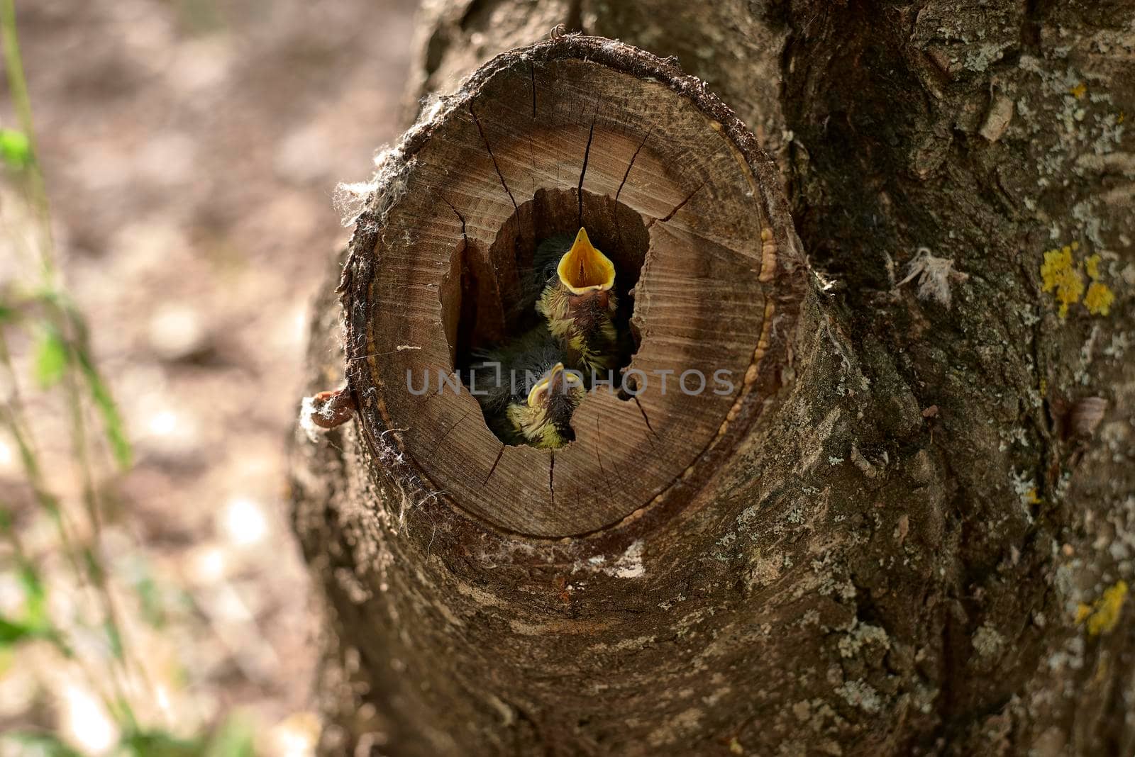 Two small birds in a nest inside a tree. Wood, close-up, detail and macro photography, blurred background. Hatchling begging for food