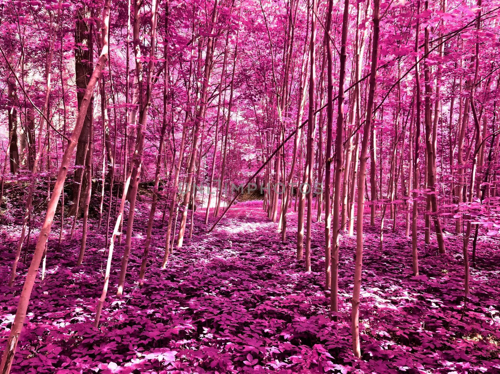 Beautiful pink and purple infrared panorama of a countryside landscape with a blue sky.