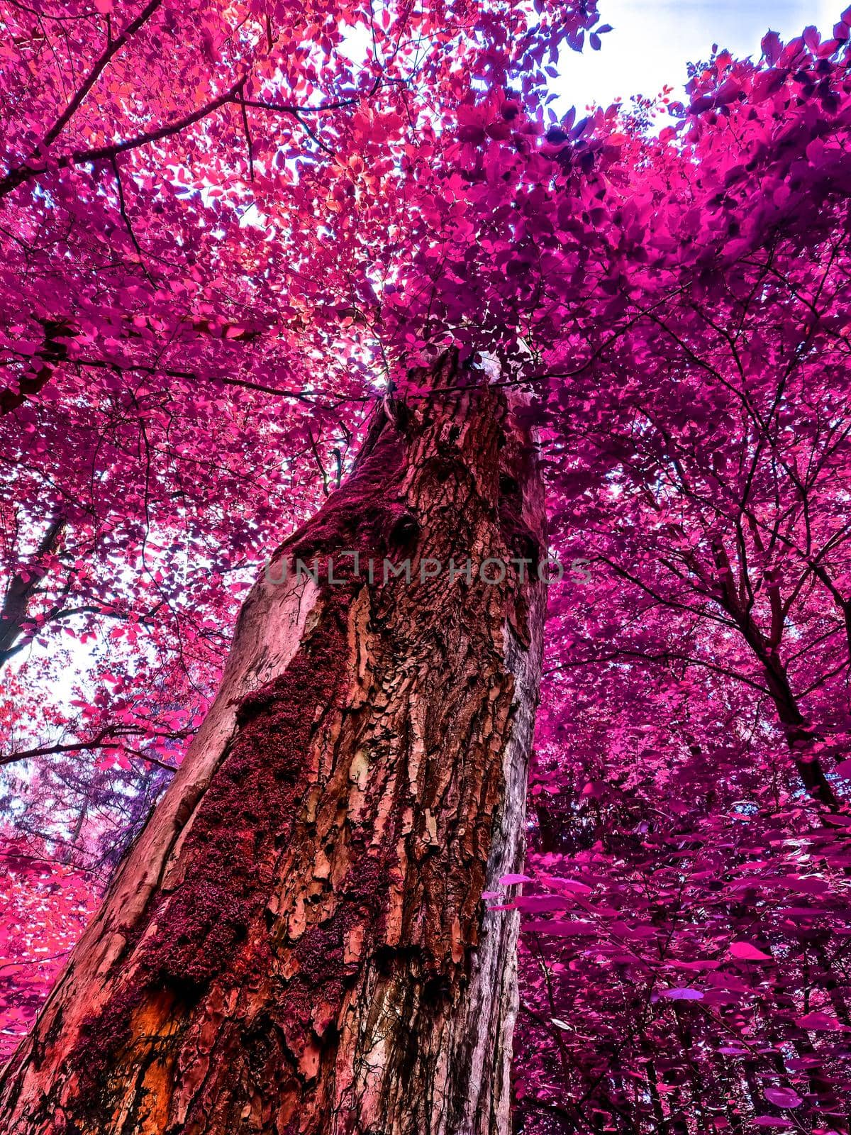 Beautiful pink and purple infrared panorama of a countryside landscape with a blue sky.